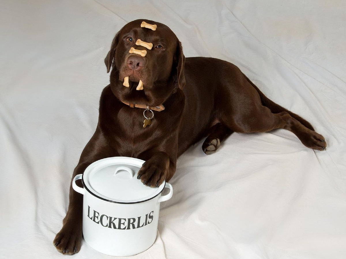 Hund Katze Leckerli Behälter Vorratsdose Futterbehälter Emaille  mit Deckel